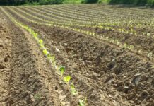 Proizvodnja duhana stabilizirana na preko 2000 hektara