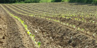 Proizvodnja duhana stabilizirana na preko 2000 hektara