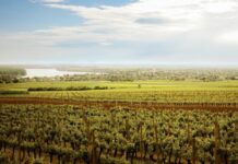 Royal Hill piše novu slavonsku vinsku priču