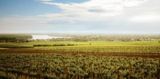 Royal Hill piše novu slavonsku vinsku priču