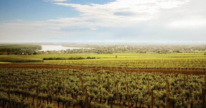 Royal Hill vinogradi_1200