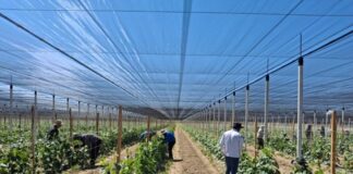 Fortenova grupa novom investicijom podigla proizvodnju domaćih krastavaca za 50%