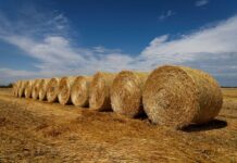 Žito grupa: Uspješno završena žetva pšenice