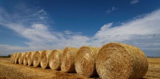 Žito grupa: Uspješno završena žetva pšenice