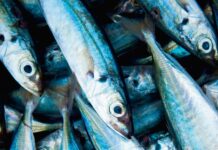 U fokusu: Riba i riblje konzerve