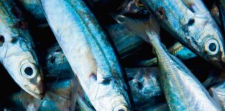 U fokusu: Riba i riblje konzerve