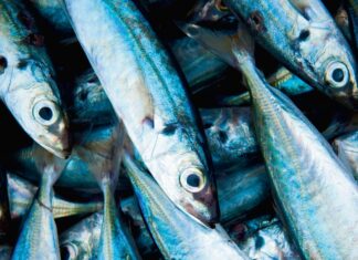 U fokusu: Riba i riblje konzerve