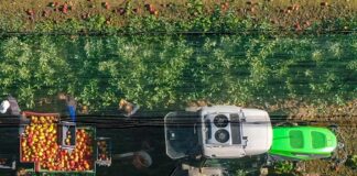 Arivera Fruit – novo ime i vizualni identitet kompanije Enna Fruit