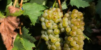 Sve je spremno za 58. Iločku berbu grožđa koja započinje u petak