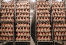 Mesna industrija DOBRO, u sklopu Žito grupe, pustila u proizvodnju svoj milijunti pršut