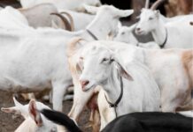 Uzgajivači ovaca i koza traže snižavanje stope PDV-a na sir s 25 na pet posto