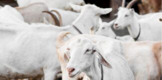 Uzgajivači ovaca i koza traže snižavanje stope PDV-a na sir s 25 na pet posto