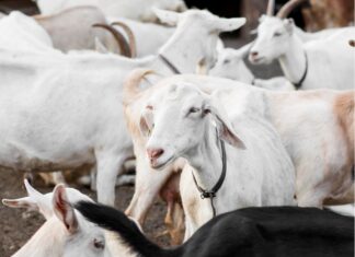 Uzgajivači ovaca i koza traže snižavanje stope PDV-a na sir s 25 na pet posto