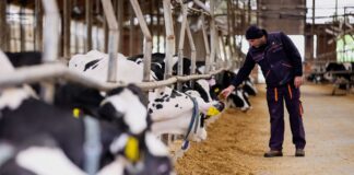 Tehnologija i tradicija u službi kvalitete: Žito grupa godišnje proizvede više od 20 milijuna litara mlijeka