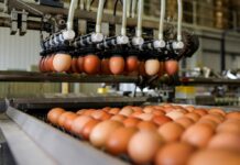 Milijardu jaja na Farmi koka nesilica Vuka