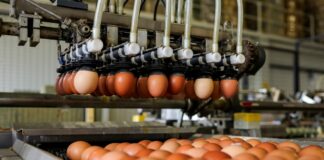 Milijardu jaja na Farmi koka nesilica Vuka