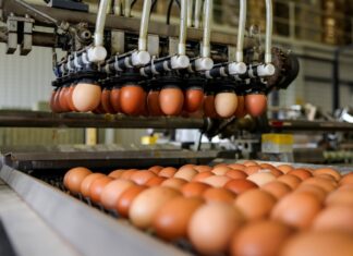 Milijardu jaja na Farmi koka nesilica Vuka