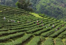 Kina gradi sektor čaja vrijedan 216 mlrd. dolara
