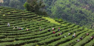 Kina gradi sektor čaja vrijedan 216 mlrd. dolara
