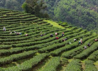 Kina gradi sektor čaja vrijedan 216 mlrd. dolara