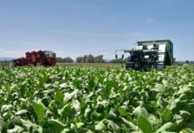 Hrvatski duhani ugovorili novu proizvodnu sezonu