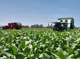 Hrvatski duhani ugovorili novu proizvodnu sezonu