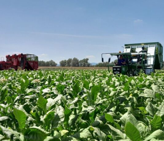 Hrvatski duhani ugovorili novu proizvodnu sezonu